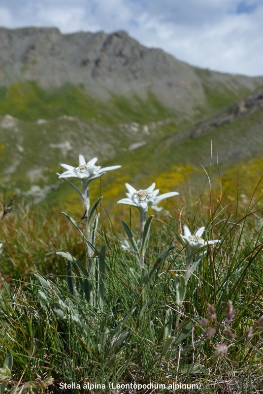 Nigritella corneliana, una regina nelle Alpi occidentali  Savoia francese   luglio 2023.